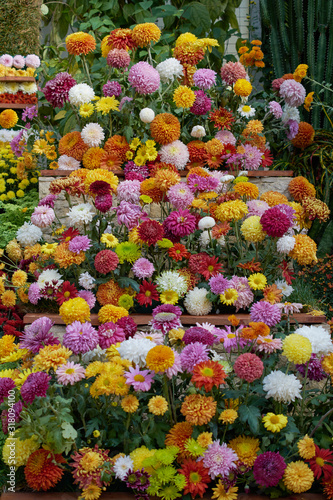 Ornamental wall decorated with colorful flowers of grandiflorum chrysanthemums. Decorative composition of fresh chrysanthemum flowers. Multicolored chrysanthemums in autumn Iasi botanical garden.