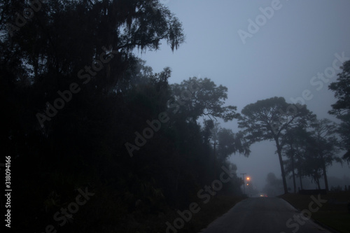 A country road in an eerie thick fog bordered by tall trees.