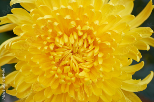 Chrysanthemum grandiflorum Ramat.  Miss Edith . Decorative composition of yellow chrysanthemum flowers  autumn bouquet. Golden chrysanthemum in leaf fall Iasi botanical garden  Romania.