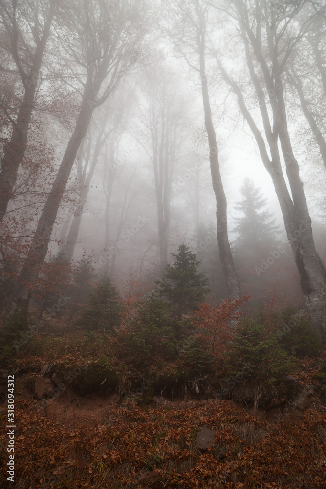 Naklejka premium Soft, beautiful, misty, moody atmosphere in a mountain forest with pine and beech trees and ground covered by red leaves