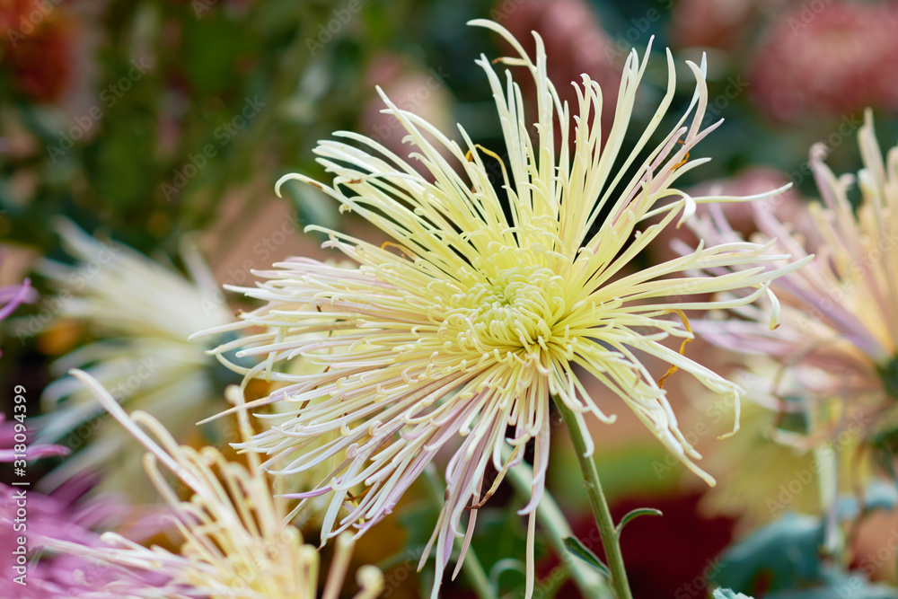 Chrysanthemum grandiflorum Ramat. Chrysanthemum grandiflorum Ramat.