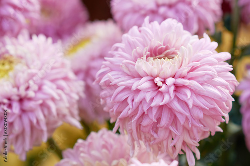 Chrysanthemum grandiflorum Ramat. "Holyday Rose". Decorative composition of pink chrysanthemum flowers, autumn bouquet. Lilac chrysanthemum in autumn Iasi botanical garden, Romania. © iryna_l