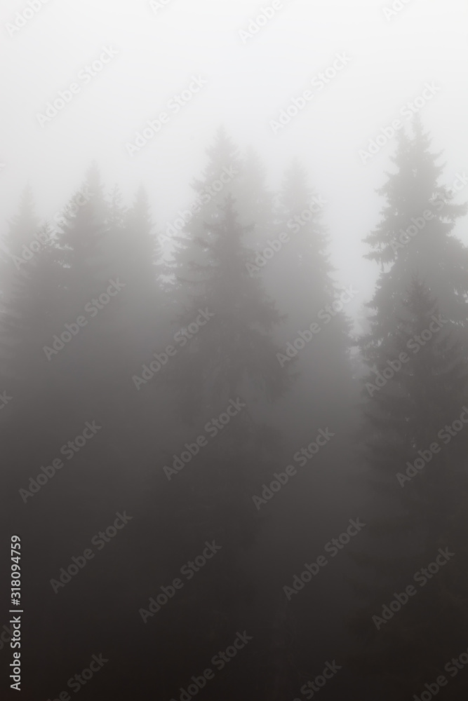 Soft, misty, moody, view of impressive, ancient, huge pine trees covered by thick fog