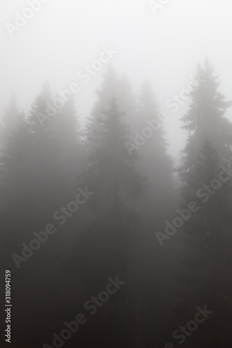 Soft, misty, moody, view of impressive, ancient, huge pine trees covered by thick fog