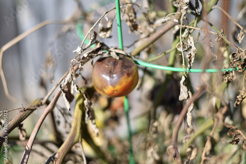 Tomato on a Plant with Frostbite