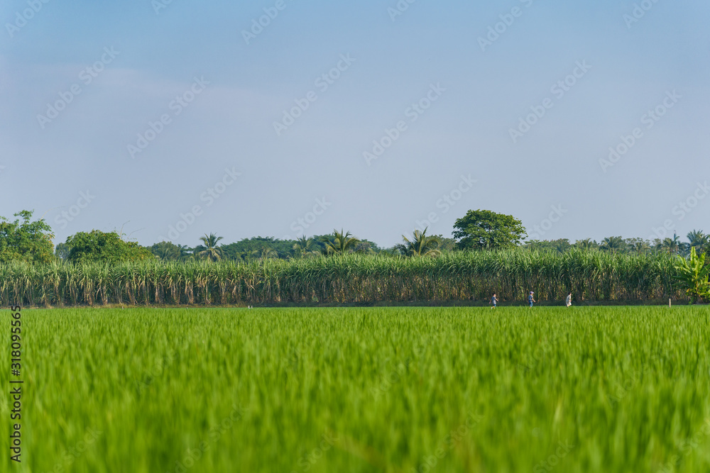 Obraz premium Outdoor sunny view of green paddy field or rice farm on flooded parcel with tree walking children, and background of sugar cane field and sunny sky.