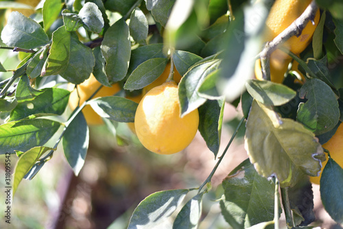 Lemons in a Tree photo