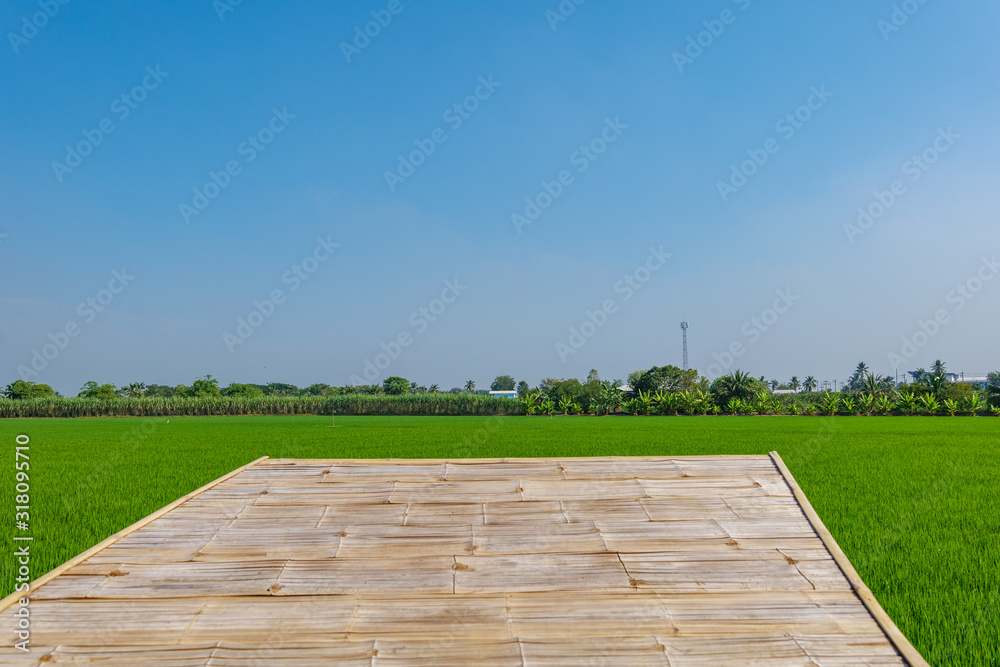 Close up view of bamboo terrace or deck, and background of green paddy field or rice farm on flooded parcel, sugar cane field and sunny sky. Close up view of bamboo terrace or deck, and background of green paddy field or rice farm on flooded parcel, sugar cane field and sunny sky.