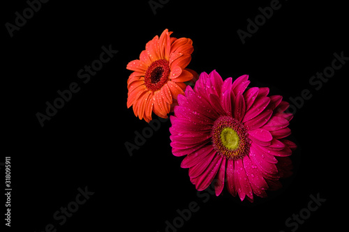 Gerbera flower isolated on black background in drops of water photo