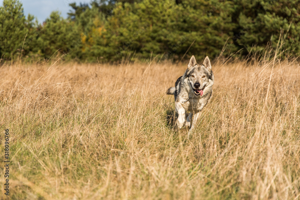 Czechoslovakian wolfdog running on the yellow grass