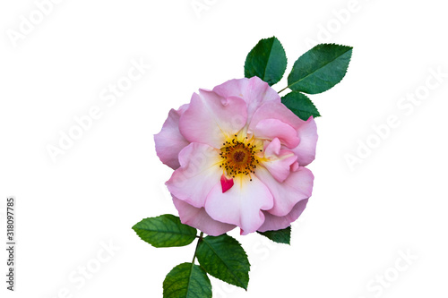 Flower of rosa odorata. Wild rose isolated on white background.