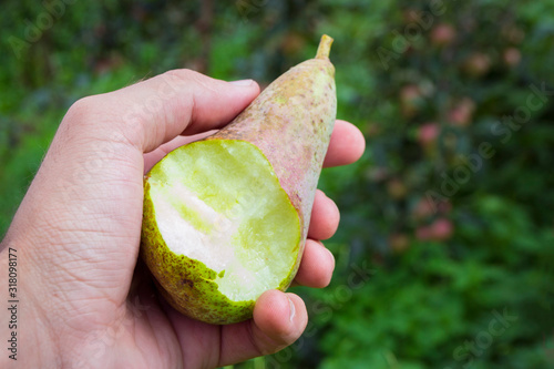 green pear in hand