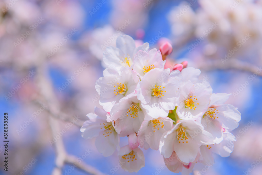 桜