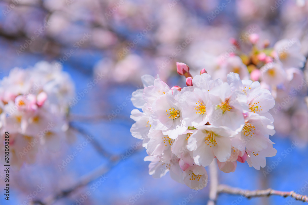 桜