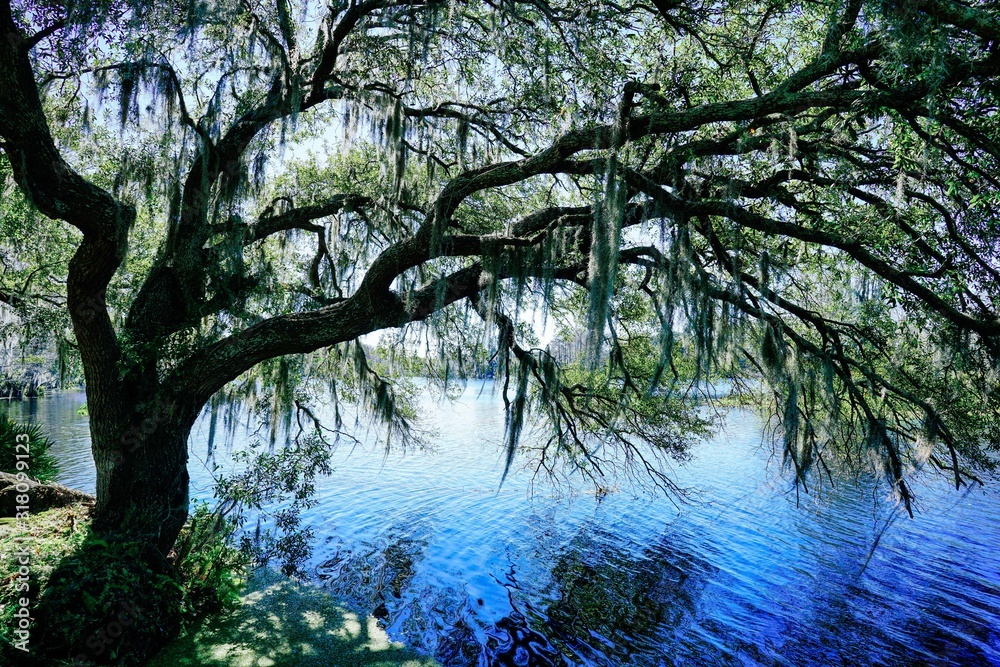 Landscape of Hillsborough river at Tampa, Florida Landscape of Hillsborough river at Tampa, Florida