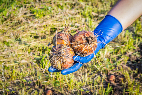  Farmer's hands in blue gloves hold onions