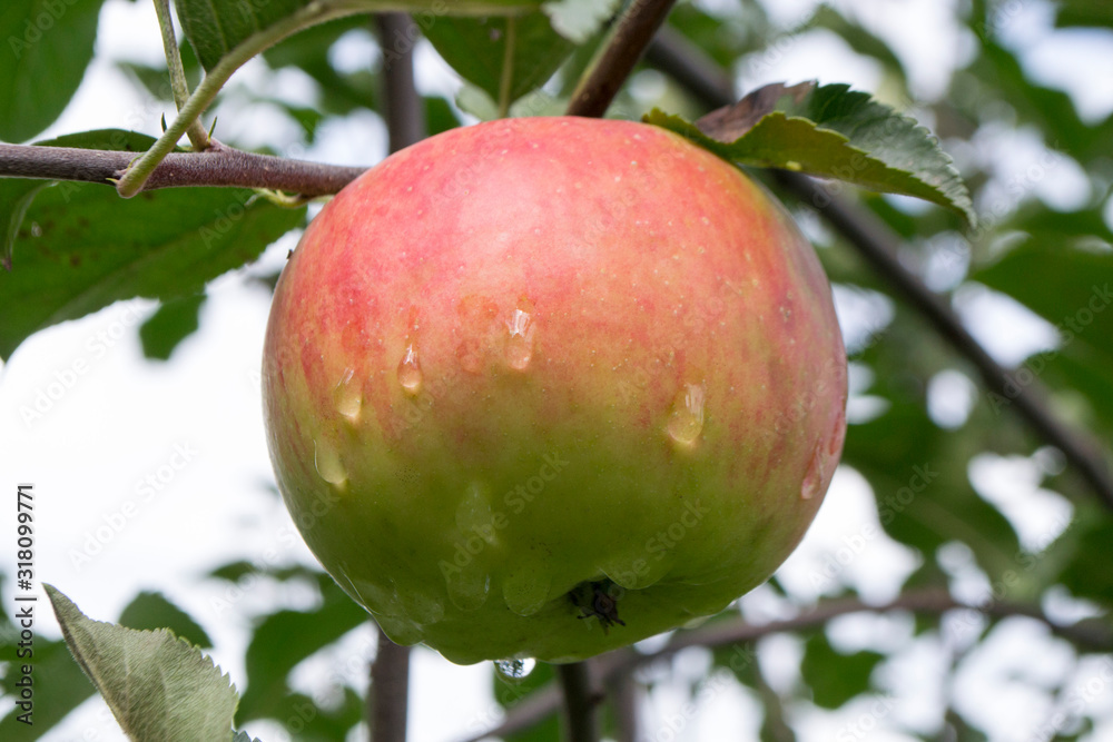 apple on a tree