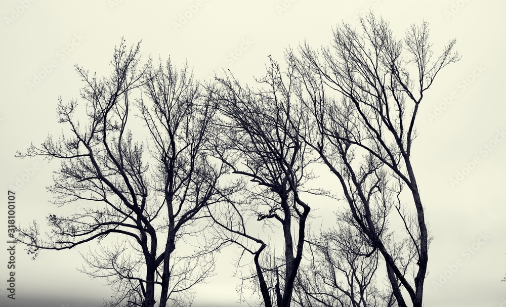 Barren trees in winter against overcast sky in black and white. Barren trees in winter against overcast sky in black and white.