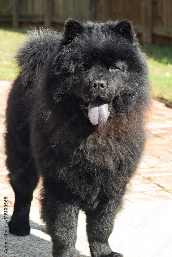Obraz premium portrait of a dog chow chow black