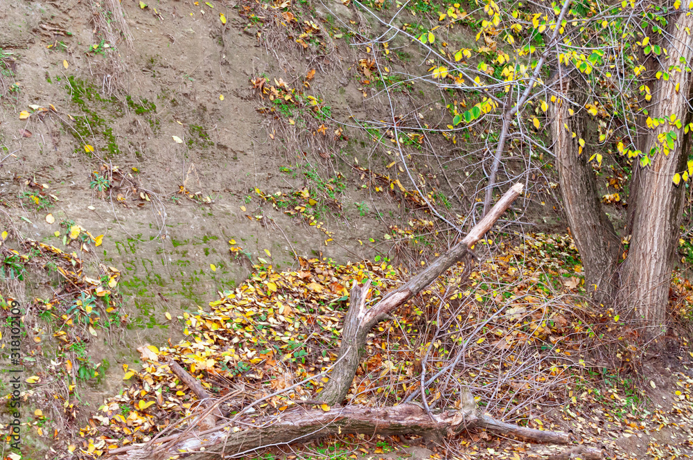 Autumn trees near the slope. Yellow leaves on the branches. Autumn trees near the slope. Yellow leaves on the branches.