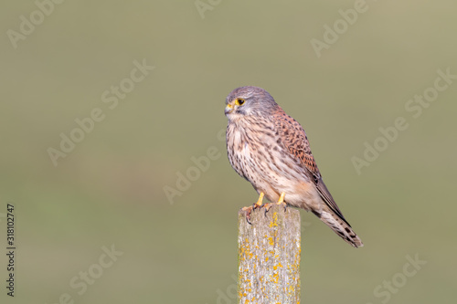 Male Kestrel Perched on a Fence Post