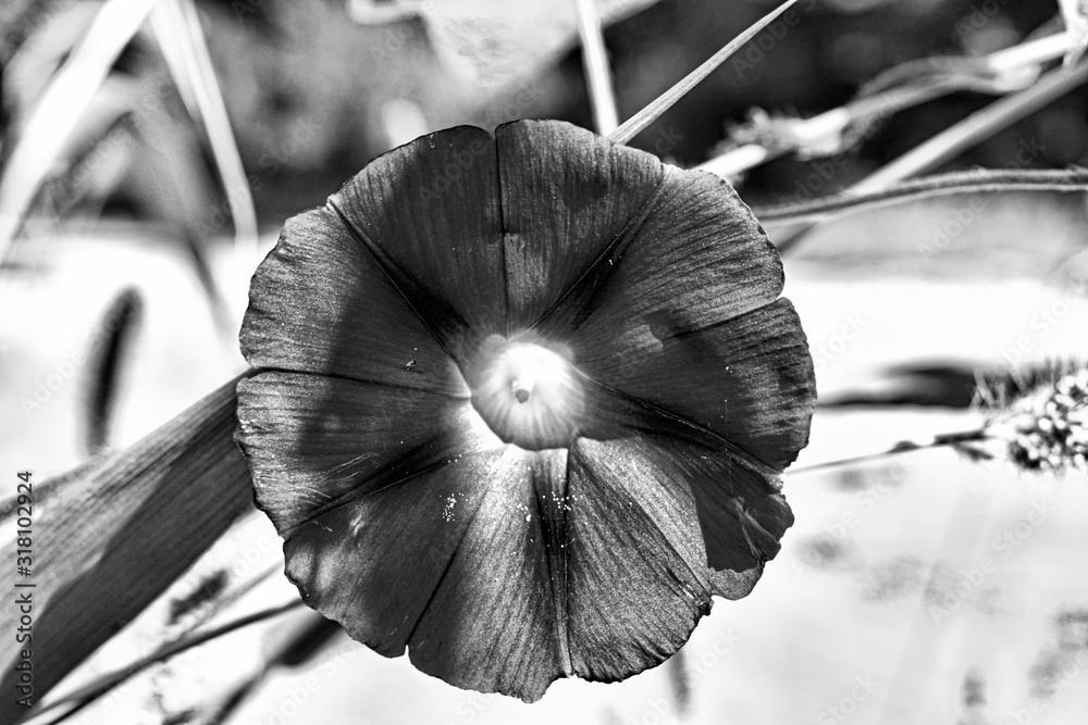 Black and white upload Stock Photo | Adobe Stock