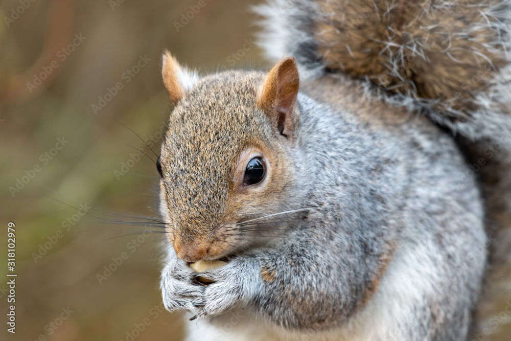 European Grey Squirrel Feeding on Nuts and Seed European Grey Squirrel Feeding on Nuts and Seed