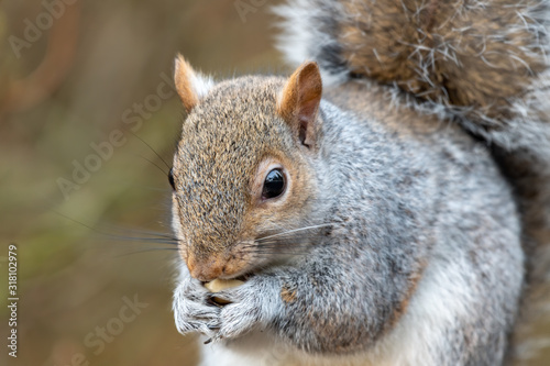 European Grey Squirrel Feeding on Nuts and Seed
