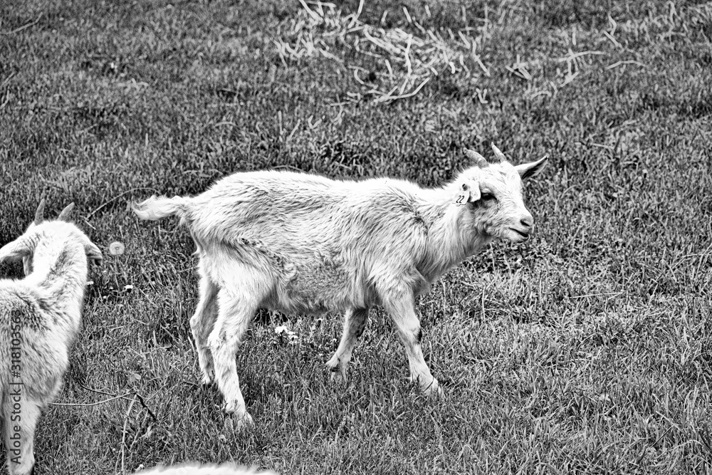 Fototapeta premium Black and white upload
