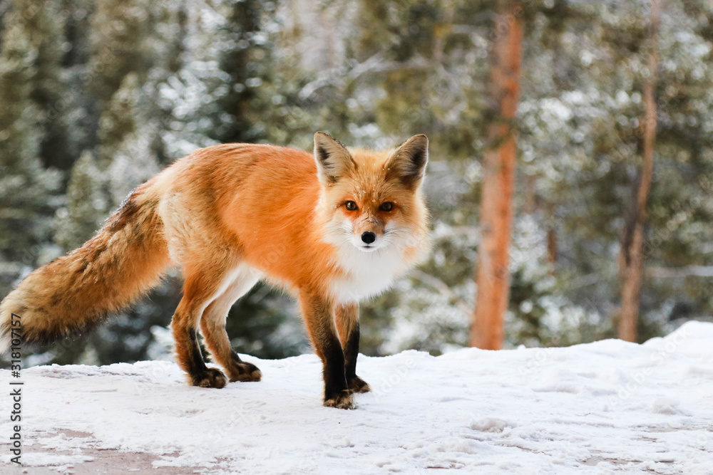 Red Fox in Snow
