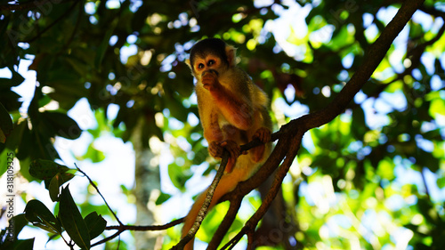 A cute little squirrel monkey sits in the jungle on a branch and eats. fluffy saimiri monkey on a background of green foliage. funny portrait. Ishigaki  Japan