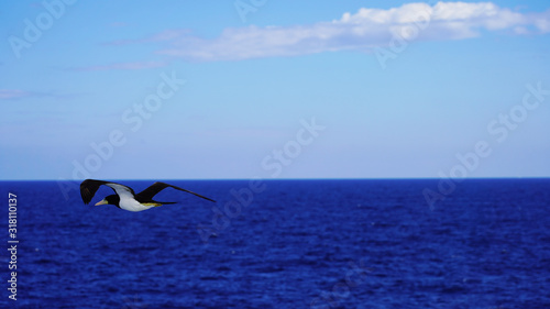 Beautiful majestic seagull on a background of blue sky. albatross in flight over the sea  bright sea bird on a sunny day. black and white cormorant. sea       birds