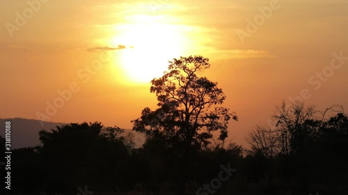 Silhouette of nature with sunlight