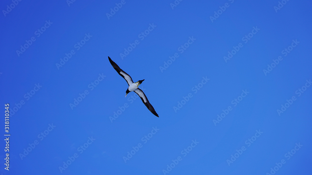 Beautiful majestic seagull on a background of blue sky. albatross in flight over the sea, bright sea bird on a sunny day. black and white cormorant. sea ​​birds