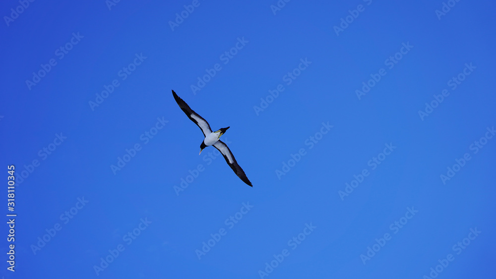 Beautiful majestic seagull on a background of blue sky. albatross in flight over the sea, bright sea bird on a sunny day. black and white cormorant. sea birds Beautiful majestic seagull on a background of blue sky. albatross in flight over the sea, bright sea bird on a sunny day. black and white cormorant. sea birds