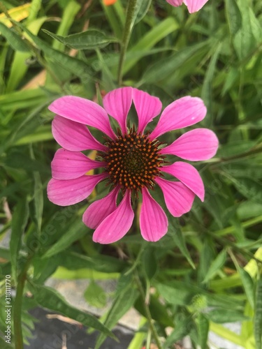 Close up of pink daisy.
