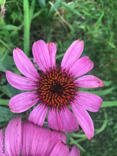 Close up of pink daisy.