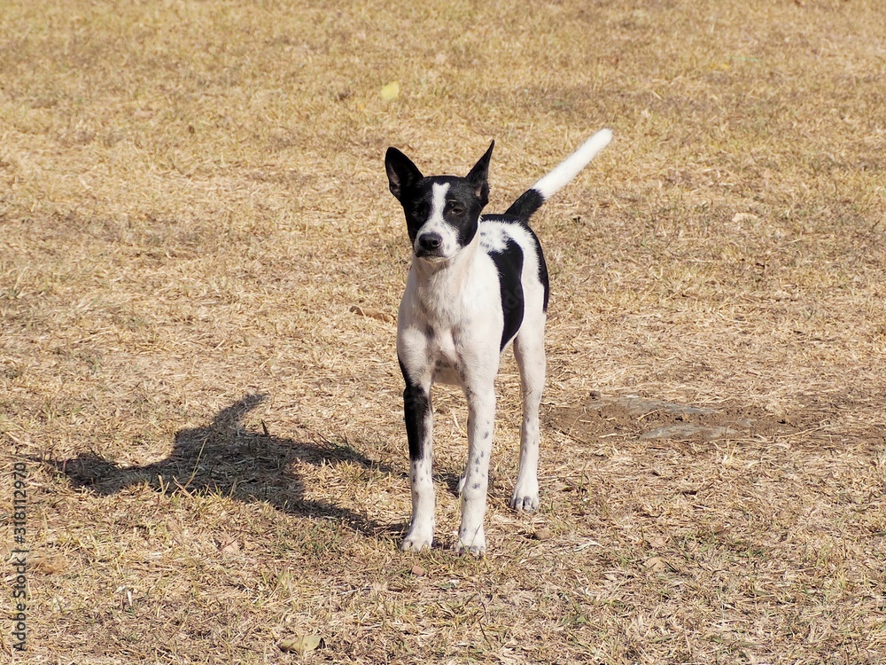 black and white dog on a leash