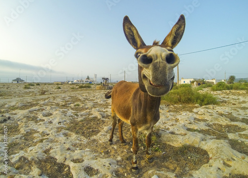 Photos Photo of the funny dankey in desert of Morocco