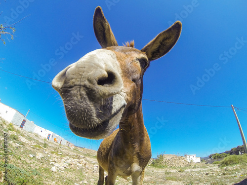 Fotografie, Tablou Photo of the funny dankey in desert of Morocco
