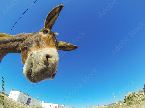Fotografie Photo of the funny dankey in desert of Morocco