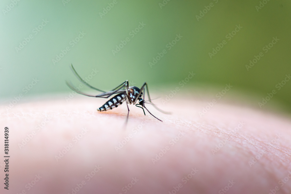 Aedes mosquitoe is sucking blood from the skin of people. May bring harmful pathogens to human. Aedes mosquitoe is sucking blood from the skin of people. May bring harmful pathogens to human.