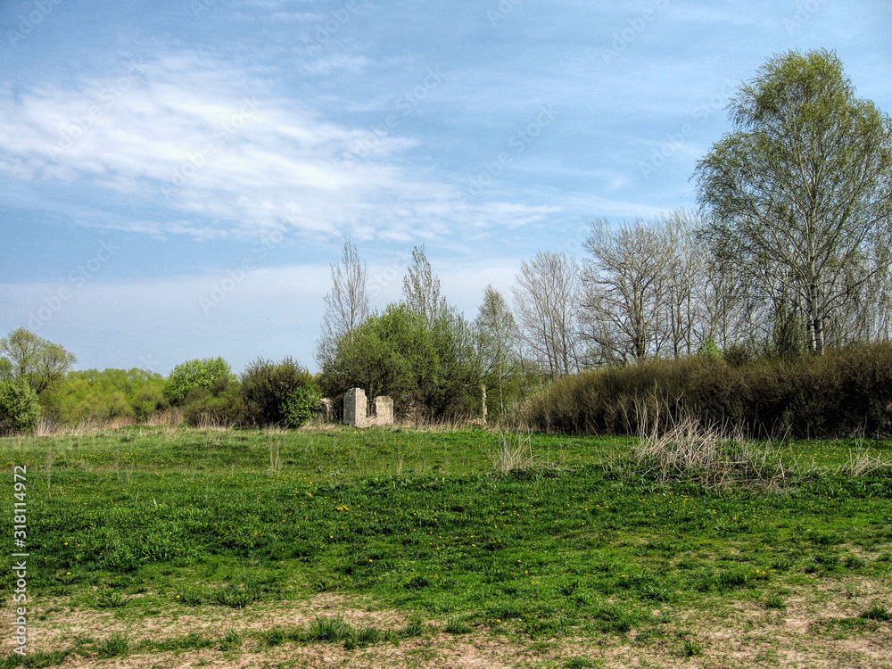 Spring field of grass against the background of the forest and blue sky in Russia