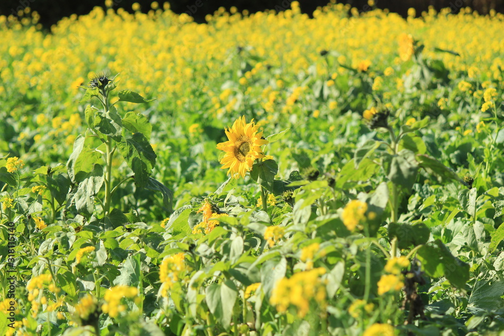 Obraz premium 南伊豆 日野の菜の花畑