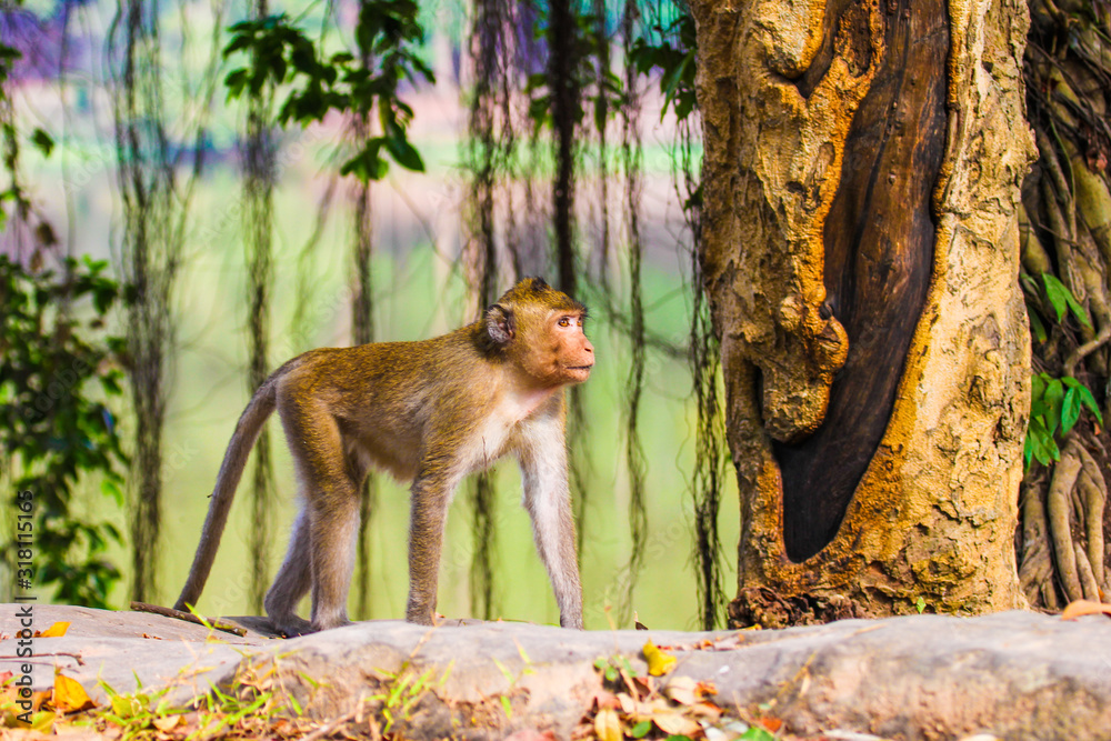 Obraz premium Closeup of the pensive monkey in the jungles of Cambodia