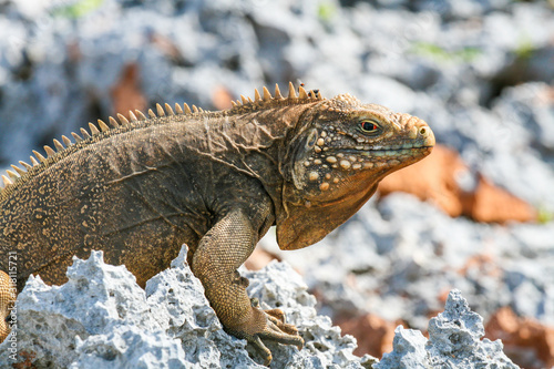 closeup of an iguana on the reefs of the Cuban coast reserve © nelasova
