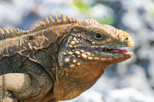 closeup of an iguana on the reefs of the Cuban coast reserve