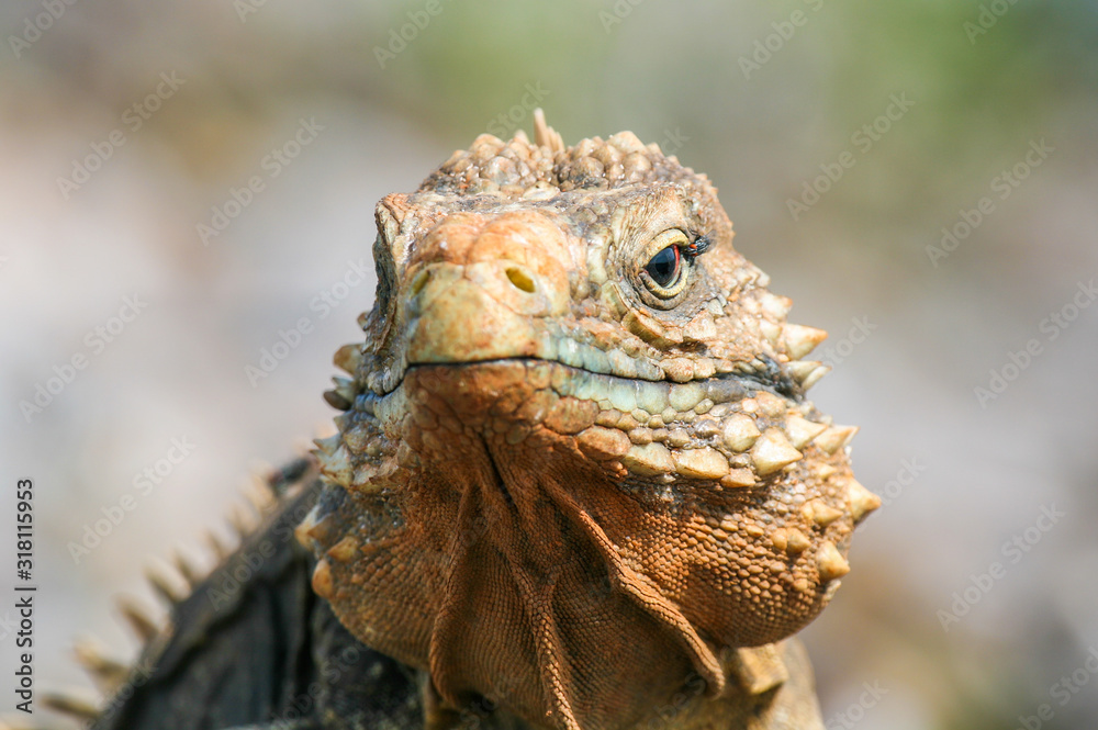 Naklejka premium closeup of an iguana on the reefs of the Cuban coast reserve
