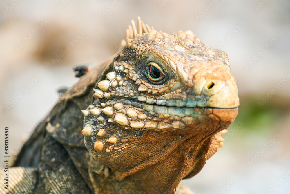 closeup of an iguana on the reefs of the Cuban coast reserve closeup of an iguana on the reefs of the Cuban coast reserve