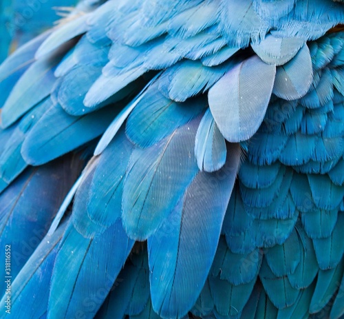 Carta da parati Pappagalli - Carta da parati Full Frame Shot Of Blue Bird